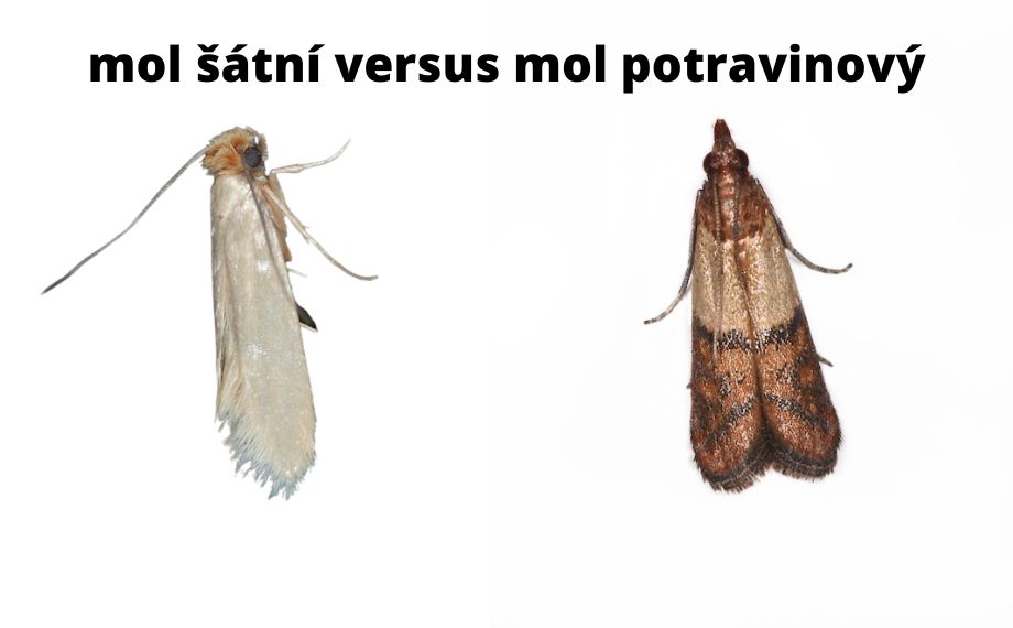 Rozdíl mezi šatním a potravinovým molem